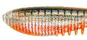 Виброхвост PONTOON 21 Awaruna Evo 4.0'' 10см цв.1305 5шт.(Китай)